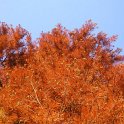 Taxodium distichum automne